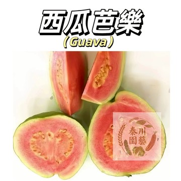 嘉義現貨（西瓜芭樂種子BL-3）脆爽與軟糯並存，汁水豐盈，甜度高且帶有獨特的芭樂與莓果混合香氣，口感體驗非常過癮