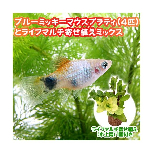 熱帯魚 水草 ブルー ミッキーマウスプラティ ４匹 ライフマルチ 茶 寄せ植えミックス 水上葉 １個 北海道航空便要保温 通販 Lineポイント最大0 5 Get Lineショッピング