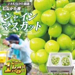 ふるさと納税 JAむなかた厳選2房(1kg以上)_PA0914 福岡県宗像市