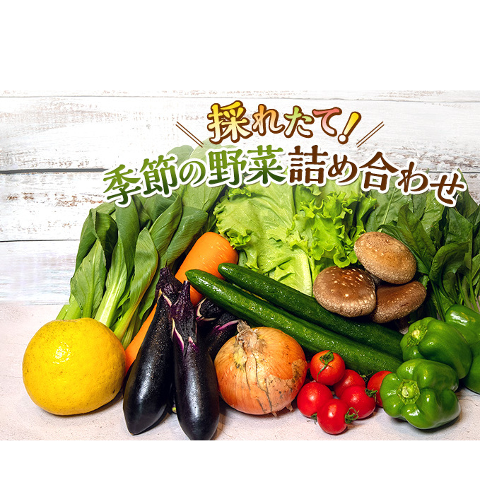 とれたて 野菜パック  季節の野菜 セット 詰め合わせ 10品前後 野菜セット 野菜詰め合わせ 野菜 ジャガイモ 人参 大根 小松菜 白ネギ グリ−ンリ−フ チンゲン菜 椎茸 トマト 水菜 葉ネギ 人