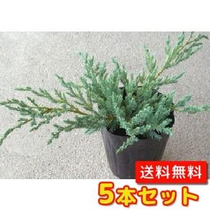 ブルーカーペット 15cmポット 苗 植木 苗木 グランドカバー