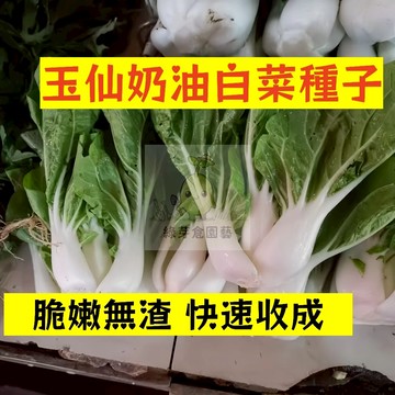 🌱【現貨-隔日到店】玉仙奶油白菜種子XBC-8 精品種子 常見品種 速生蔬菜 快菜 新手短期收成全年可栽培葉菜類種子