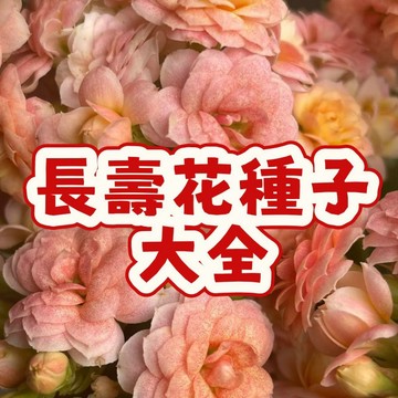 次日達-（長壽花種子大全）爆款 重辦  當季新籽 四季種植 形勢易養活 香氣濃郁 花期長  陽台庭院盆栽 #超優惠