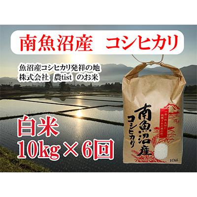 ふるさと納税 南魚沼市 南魚沼産 コシヒカリ 白米10kg 全6回