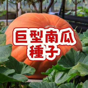 超大巨無霸南瓜種子 世界紀錄品種 庭院農場種植 觀賞競賽用 盆栽爬藤 豐產新鮮現貨 家庭園藝  臺灣氣候適種 飽滿大果實