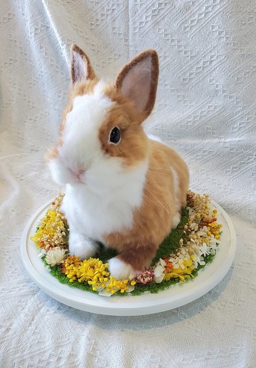 【客製羊毛氈】擬真兔兔 (30cm)