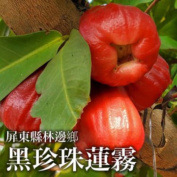 【十翼饌選果】屏東林邊 黑珍珠蓮霧大果 x1箱 (大果15-20粒/3.5公斤/箱)