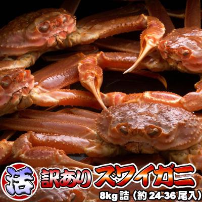 訳あり活ズワイガニ8kg詰 身入り7割前後  送料無料 沖縄送料別途加算 御歳暮 クリスマス 正月