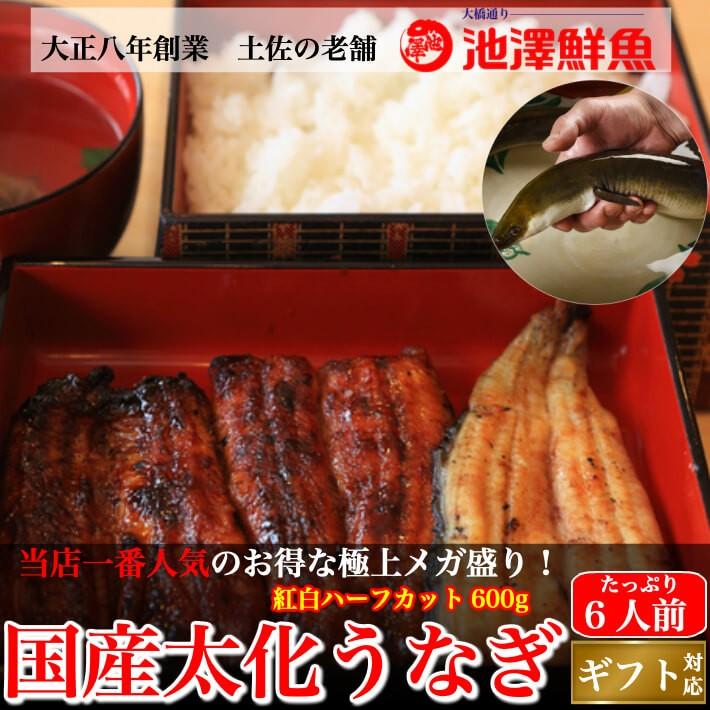 国産 蒲焼き 白焼き 紅白 特大うなぎ メガ盛り ハーフカット 約600g 6〜8人前