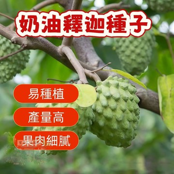 熱銷 🍃（  奶油釋迦種子）當季新籽 發芽率高 新手好種易活 產量高 香甜可口 營養豐富 陽台庭院盆栽#超優惠