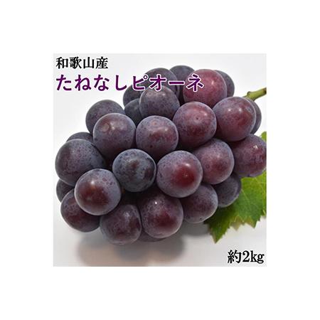 ふるさと納税 和歌山県産たねなしピオーネ約2kg◇ ※2024年8月中旬〜9月下旬頃に順次発送予定 ※北海道・沖縄・離島への配送不.. 和歌山県美浜町