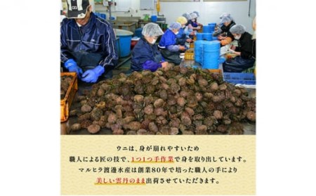 極上！北海道産キタムラサキウニ折詰100g ※2024年6月下旬よりお届け