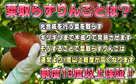 2月発送贈答用 葉取らず サンふじ 約5kg 