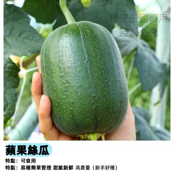 【48h出貨】蘋果絲瓜種子（本土台灣肉絲瓜種子）盆栽蔬菜種子-果菜類#Luffa