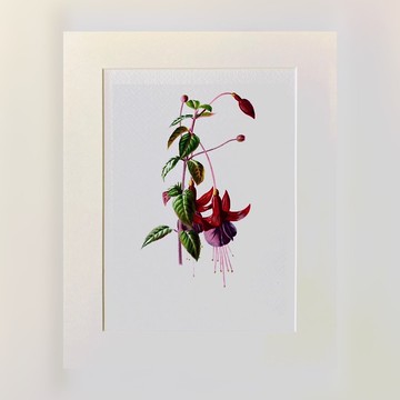 本店獨立印製 - 英國20th世紀初VINTAGE - 花卉精美插畫