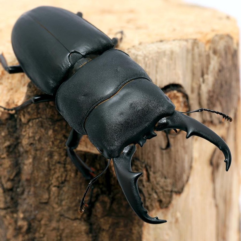 昆虫）ツシマヒラタクワガタ 長崎県厳原産 成虫 ６０〜６４ｍｍ（１