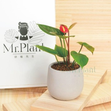 【拈花x研植】紅火鶴│3.5吋水泥盆│窗邊植物│新手植物│淨化空氣│招財植物│觀葉植物│質感盆栽