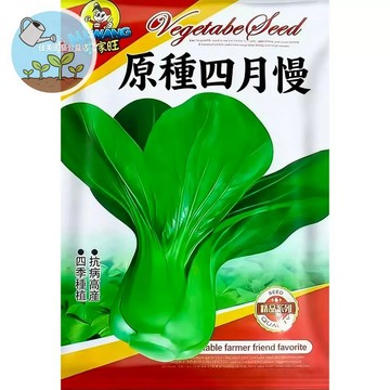 【原廠包裝】四月慢種子 慢抽薹甜白菜 台灣冬季必種青菜 耐寒不易開花 肉厚清甜少筋 家庭有機蔬菜 陽台盆栽 新手友善