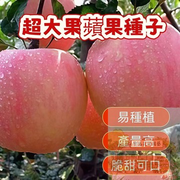🍎超大果蘋果種子 新蘋果種子 紅肉蘋果種子 蛇果種子 青蘋果種籽 四季營養水果種子 蘋果 可盆栽 四季播種 高成活