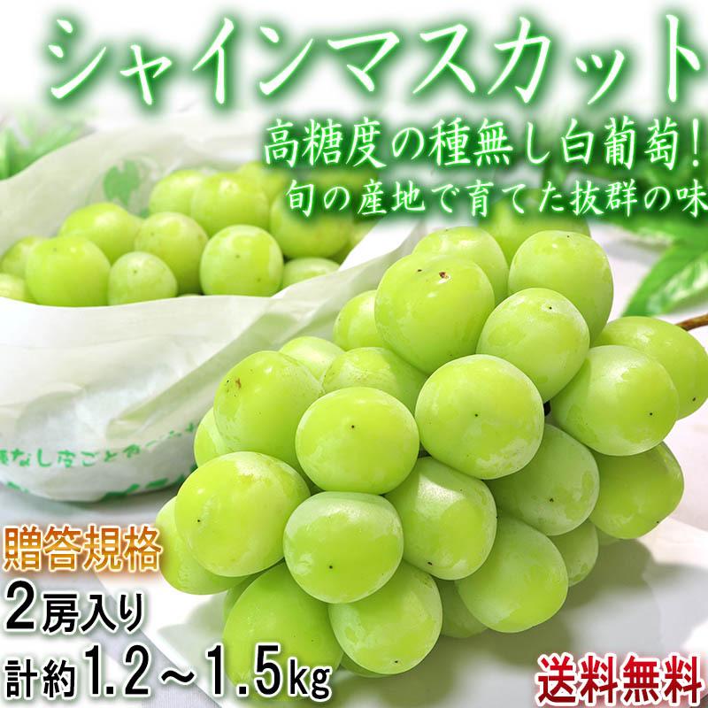 シャインマスカット 種無し葡萄 約1.2kg 2房入り 山梨県産 贈答規格 本場で育てた皮ごと食べる高級ぶどう！濃厚な甘さのギフトフルーツ