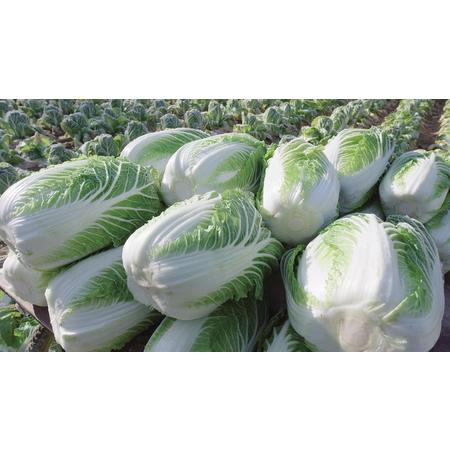 ふるさと納税 〔円城白菜〕冬の野菜おまかせセット 岡山県吉備中央町