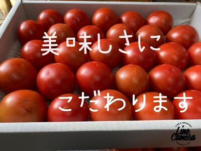 高知県高知市産 贅沢フルーツトマト 約2kg　＜2024年2月から発送＞