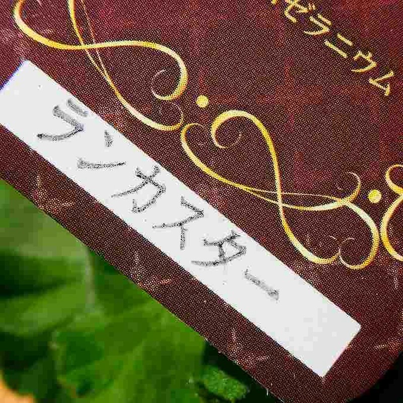 ゼラニウム ランカスター 5号鉢 八重咲き ゼラニューム 木村園芸