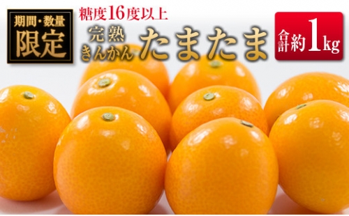 ◇宮崎県産 完熟金柑「たまたま」 糖度16度以上 約1kg