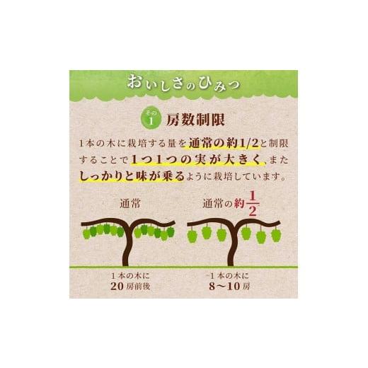 ふるさと納税 山形県 高畠町 ≪先行予約≫2024年 山形県 高畠町産 シャインマスカット食べ比べ 2回お届け 2024年9月下旬から順次発送 ぶどう ブ…