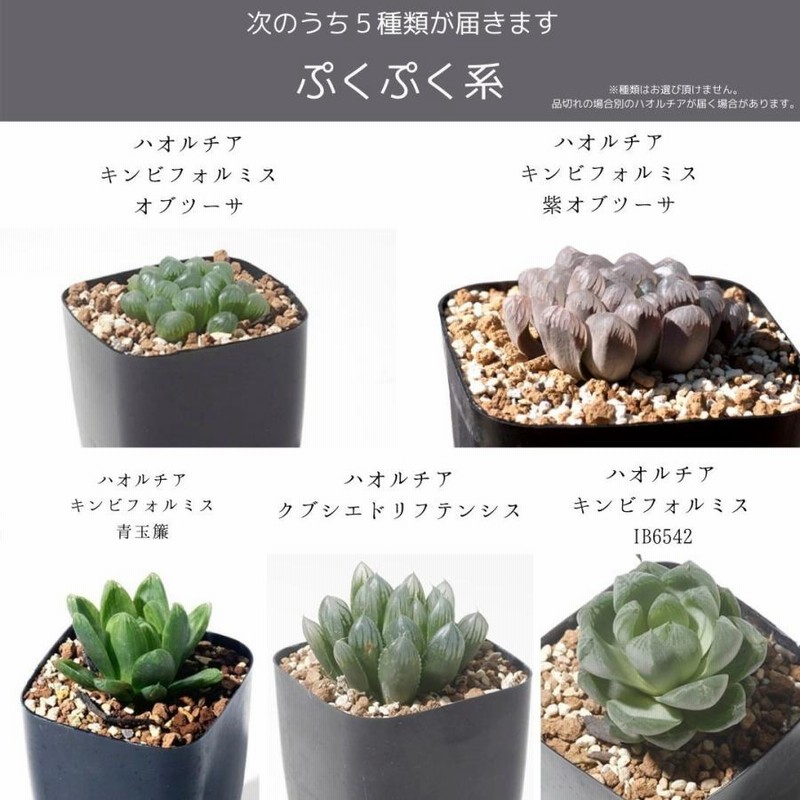 ハオルチアおまかせ5種類セット多肉植物 エケベリア 通販 Lineポイント最大0 5 Get Lineショッピング