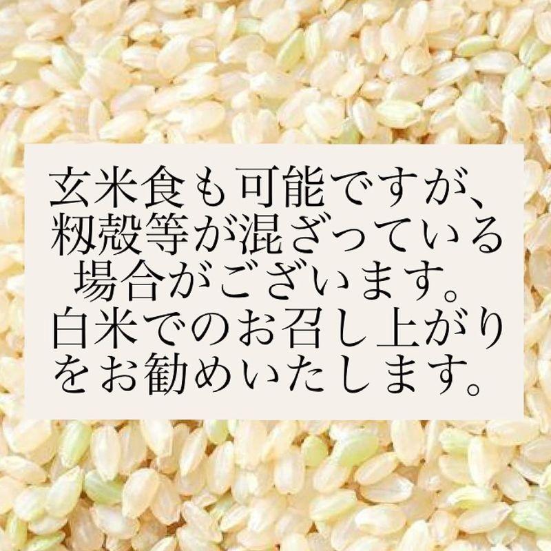 玄米新米 10kg 3袋 小分け 産地直送 令和4年産 埼玉県産 コシヒカリ 玄米 30kg 未検査米 おいしいお米