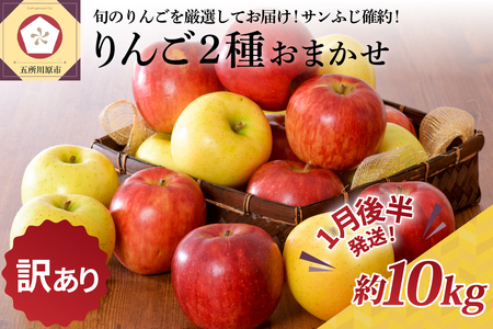  りんご 約10kg サンふじ確約 青森産 品種おまかせ2種以上