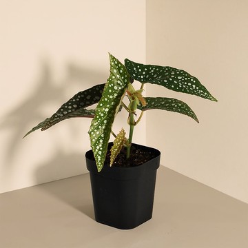 White ice 小星點_室內植栽