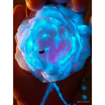 🔥臺灣發貨🔥42℃低溫香薰蠟燭熒光夜光係列牡丹玫瑰蠟燭擺件情侶滴蠟生日禮物