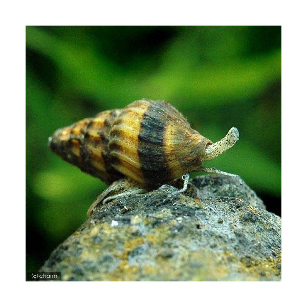 エビ 貝 キラー スネール １０匹 北海道航空便要保温 通販 Lineポイント最大0 5 Get Lineショッピング