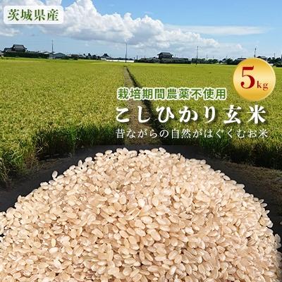 ふるさと納税 行方市 こしひかり玄米5kg