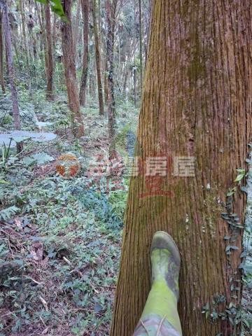 南投縣鹿谷鄉肖楠農地｜南投縣鹿谷鄉小半天段