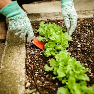 Introduction to Ecological Gardening