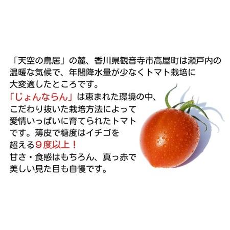 ふるさと納税 モリヒロ園芸が育てたじょんならんトマト（ギフトボックス入り） 香川県観音寺市