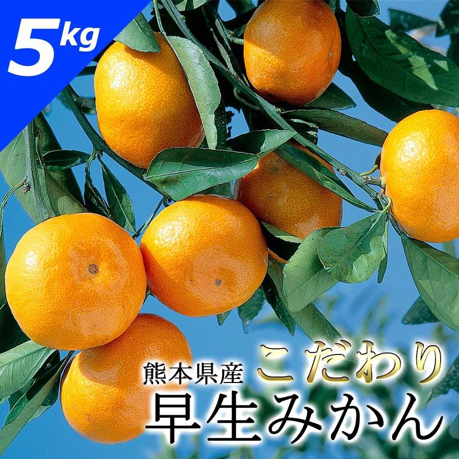 熊本県産みかん  こだわり早生 みかん　※11 1〜配送予定