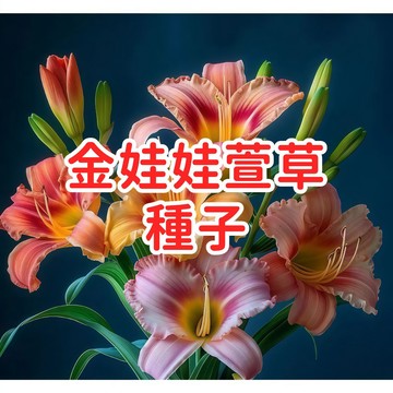 【金娃娃萱草種子】多年生花卉 庭院地栽 盆栽 開花機器 耐熱耐旱 金黃色花 易種植 低維護 台灣氣候適用 花期長