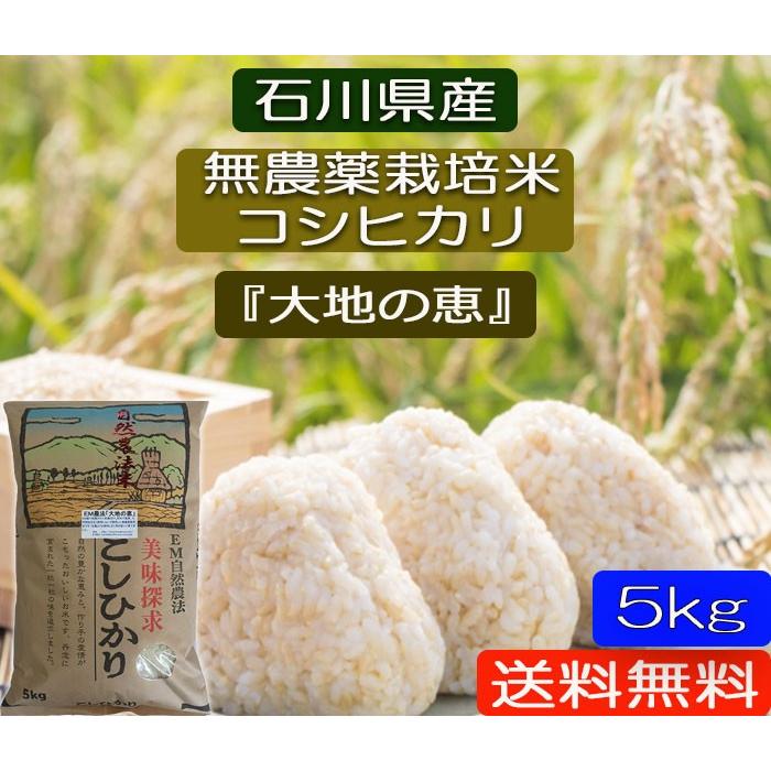 令和5年産 新米 無農薬栽培米 こしひかり 白米 5kg お米  自然農法  「大地の恵」