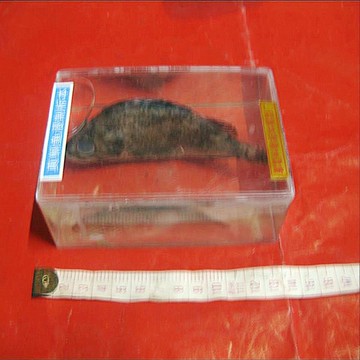 真鯛魚標本 J4181 初中、高中生物標本 實驗器材 教學儀器