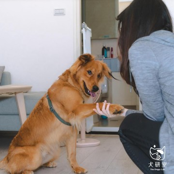 【犬研室】家教課程 (直播期間下單自然邏輯飼料)