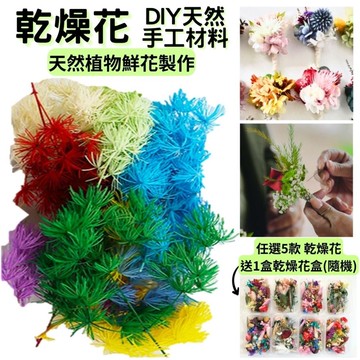 【A-ONE】永生蓬萊松3色混搭 天然乾燥花 植物果實 拍花材 花藝材料包 浮游花 永生花 浮油花 乾燥花材 A21_廠商直送