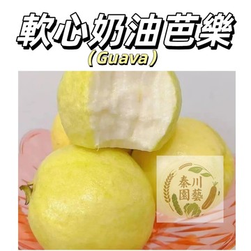 嘉義現貨（軟心奶油芭樂種子BL-6）軟糯香甜、質地細膩順滑如乳酪，獨特的清香，微酸口感高級~@水果種子芭樂種子