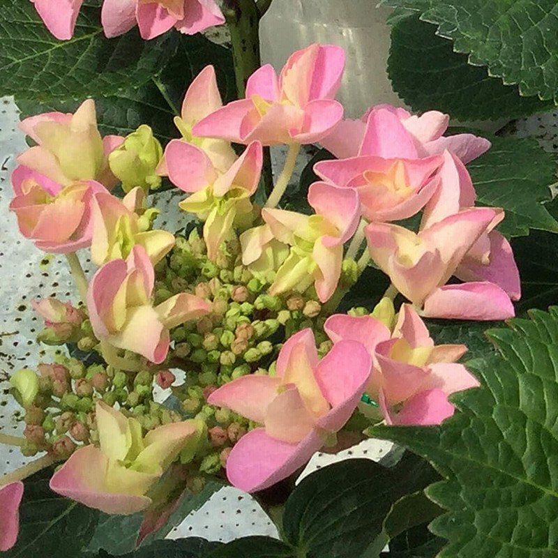 母の日 花 ギフト 鉢植え アジサイ フェアリーアイ イイハナ人気no 1 通販 Lineポイント最大get Lineショッピング