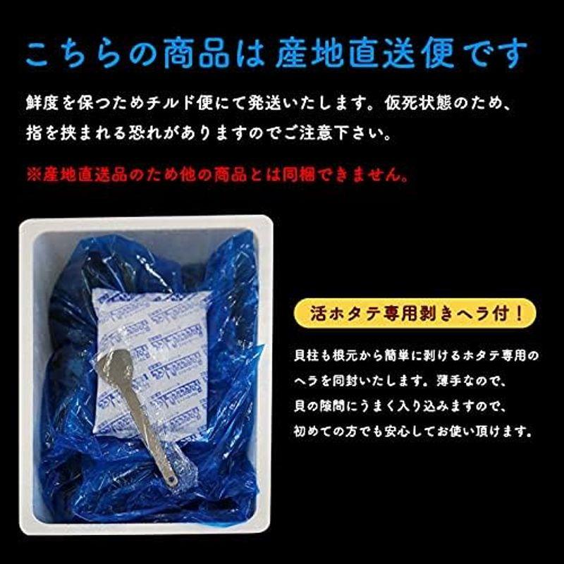 ほたて 3kg 活ほたて 青森県産新鮮プリっと甘い青森県むつ湾産 活ほたて 3ｋｇチルド便海鮮