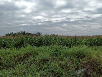 ⭕️將軍區⭕️將軍國小旁農地｜台南市將軍區嘉昌段