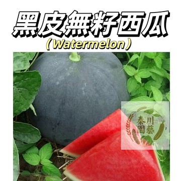 台灣現貨（黑皮無籽西瓜種子XG-6）清脆、多汁、細緻，帶有濃郁的西瓜香氣，甜度適中~@水果種子西瓜種子